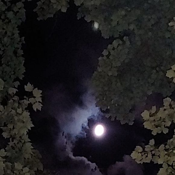 Meet your Posher, Isaac - Picture 1 of 1